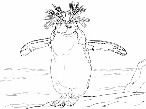 Northern Rockhopper Penguin Coloring Page